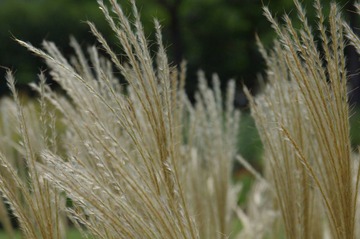 IMGP4109.jpg