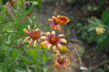 IMGP4116.jpg