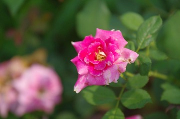 IMGP4152.jpg