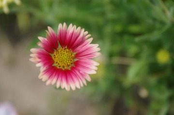 IMGP4183.jpg