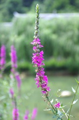 IMGP3170.jpg
