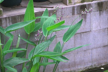 IMGP0417.JPG