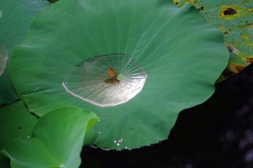 IMGP0452.JPG