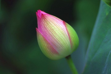 IMGP0471.JPG