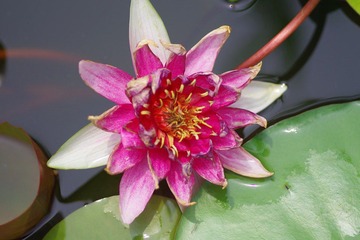 IMGP0500.JPG