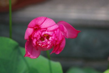 IMGP0502.JPG