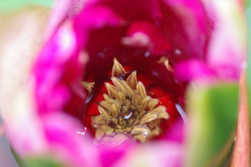 IMGP0514.JPG