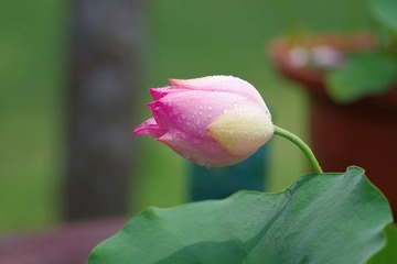 IMGP0518.JPG