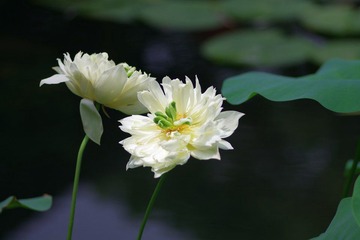 IMGP0523.JPG