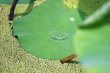 IMGP0537.JPG