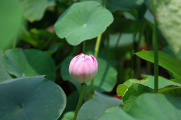 IMGP0598.JPG