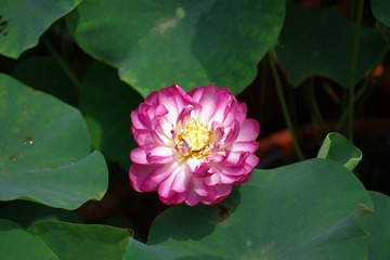 IMGP0602.JPG