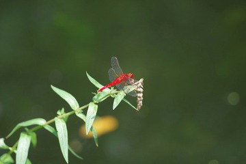 IMGP0619.JPG