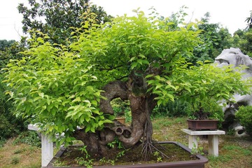 IMGP0839盆景.JPG
