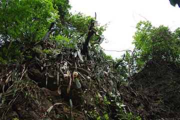 IMGP0854石壁上的仙人掌.JPG