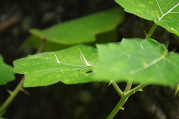 IMGP0877长刺的叶子~~.JPG
