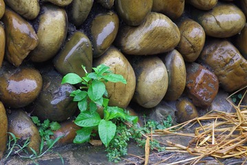 IMGP1191墙头草.JPG
