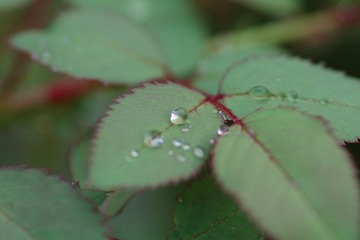 IMGP1199露水.JPG