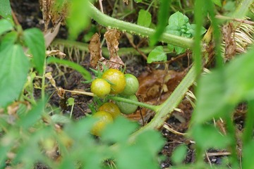 IMGP1210小番茄.JPG