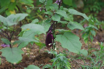 IMGP1219紫茄子.JPG
