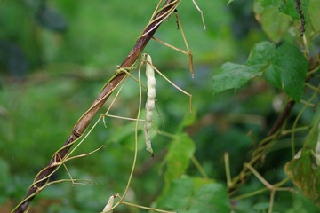 IMGP1221豇豆，刀豆or…….JPG