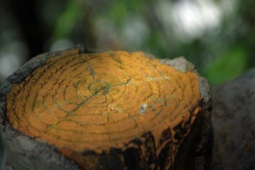 IMGP1488光阴.JPG