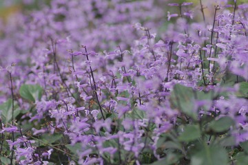 IMGP8512.JPG