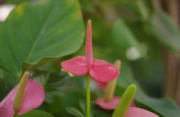 IMGP8519.JPG