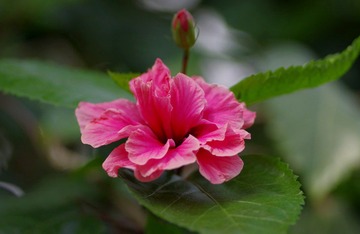 IMGP8521.JPG