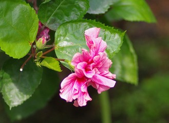 IMGP8522.JPG