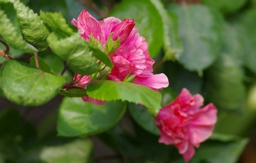 IMGP8523.JPG