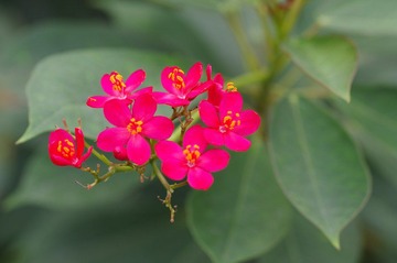 IMGP8531.JPG