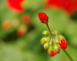 IMGP8544.JPG
