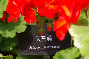 IMGP8546.JPG