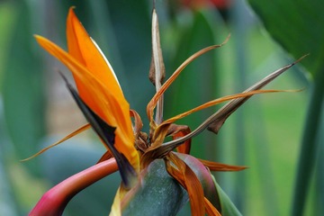 IMGP8550.JPG