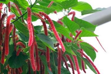 IMGP8581.JPG