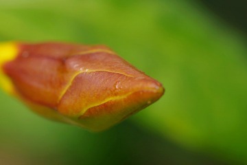 IMGP8569.JPG