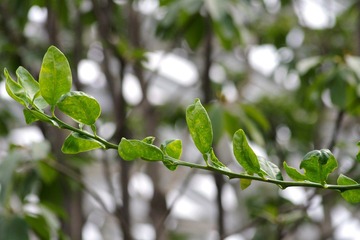 IMGP8571.JPG