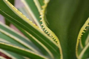 IMGP8630.JPG