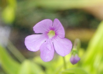 IMGP8616.JPG