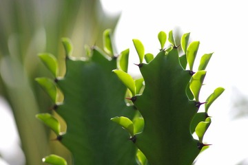 IMGP8656.JPG