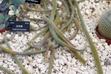 IMGP8663.JPG