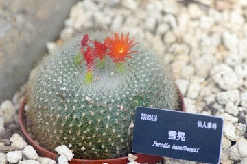 IMGP8664.JPG