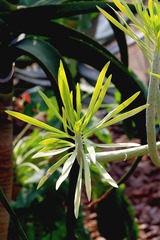 IMGP8674.JPG