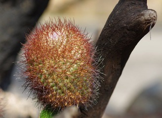 IMGP8683.JPG