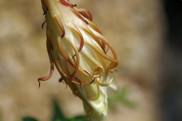 IMGP8688.JPG