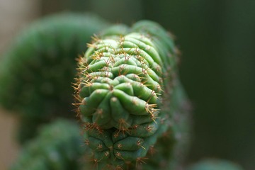 IMGP8689.JPG