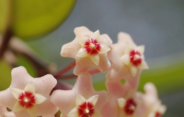 IMGP8690.JPG