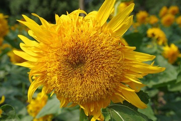 IMGP8696.JPG