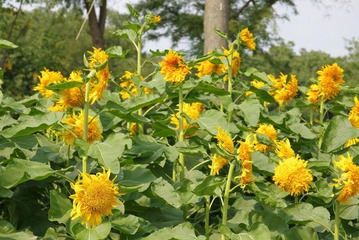 IMGP8709.JPG